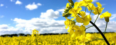 Olje oljne ogrščice (Brassica napus)